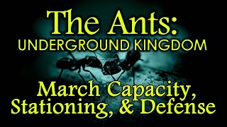 The Ants: Underground Kingdom - Beginners Guide - March Cap, Stationing, and Defense screenshot 5