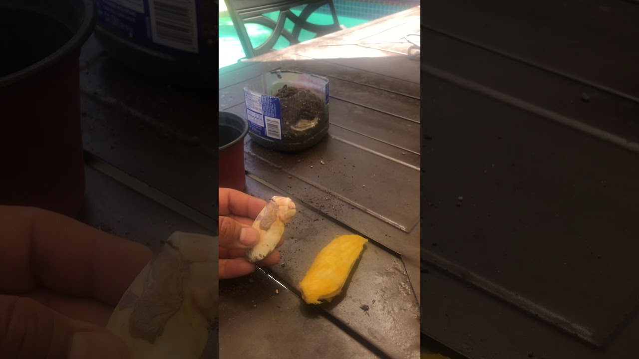 How to grow a mango seed to a tree 101 process