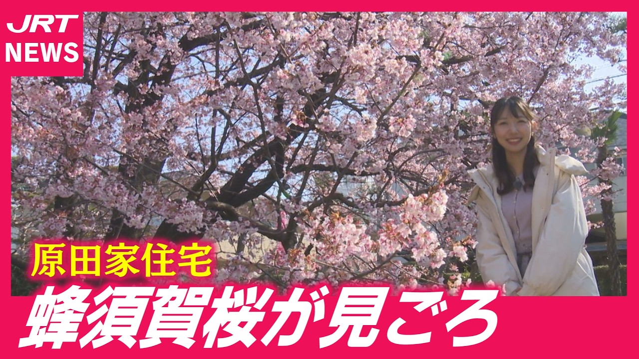 Hachisuka Cherry Blossoms] Originating from a samurai family and