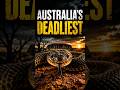 Why Australia Has So Many Deadly Animals #australia #animals #canada #australiannatives #wombat
