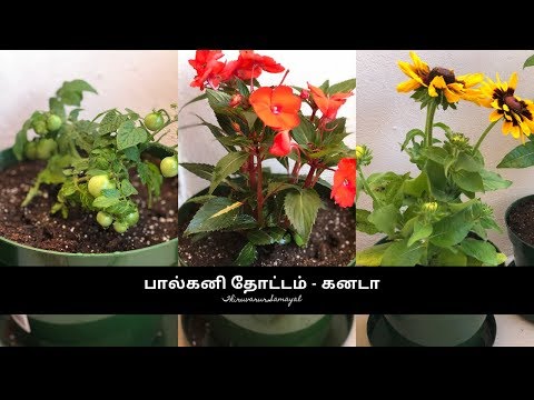 🌸பால்கனி தோட்டம் - கனடா 🌸 My new balcony garden in Toronto, Canada 🌸