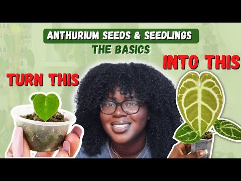 Video: Propagácia semien antúria – tipy na množenie antúrií zo semien