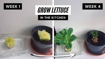 How to Grow Lettuce in the Kitchen! 2 ways to regrow lettuce in water and soil at home