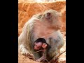Beautiful newborn baby monkey. #monkeys #adorablemonkey #lovelyanimals #monkey #monkeysr #babymonkey