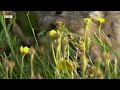 Butterflies, Hummingbirds & Pikas Brave Harsh Yellowstone Summer | Great American Thaw | BBC Earth