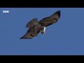 Butterflies, Hummingbirds & Pikas Brave Harsh Yellowstone Summer | Great American Thaw | BBC Earth