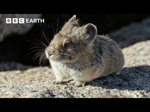 Butterflies, Hummingbirds & Pikas Brave Harsh Yellowstone Summer | Great American Thaw | BBC Earth