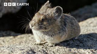 Butterflies, Hummingbirds & Pikas Brave Harsh Yellowstone Summer | Great American Thaw | BBC Earth