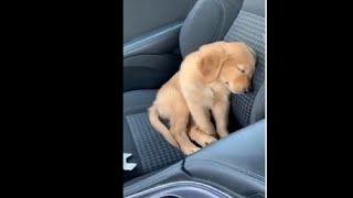 Adorable Puppy Falling Asleep In The Car