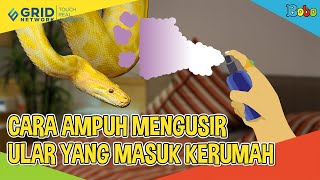 Cara Ampuh Usir Ular yang Masuk ke Rumah - Fakta Menarik