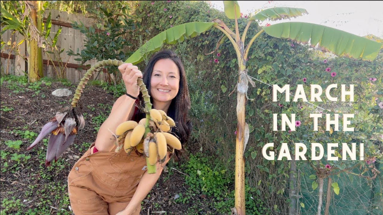 March Garden Tour | Banana Harvest, Apple Blossoms & Blooming Beauties!