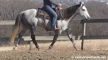 More Cat Less Mouse - riding bridleless! - ValleyViewRanch.net