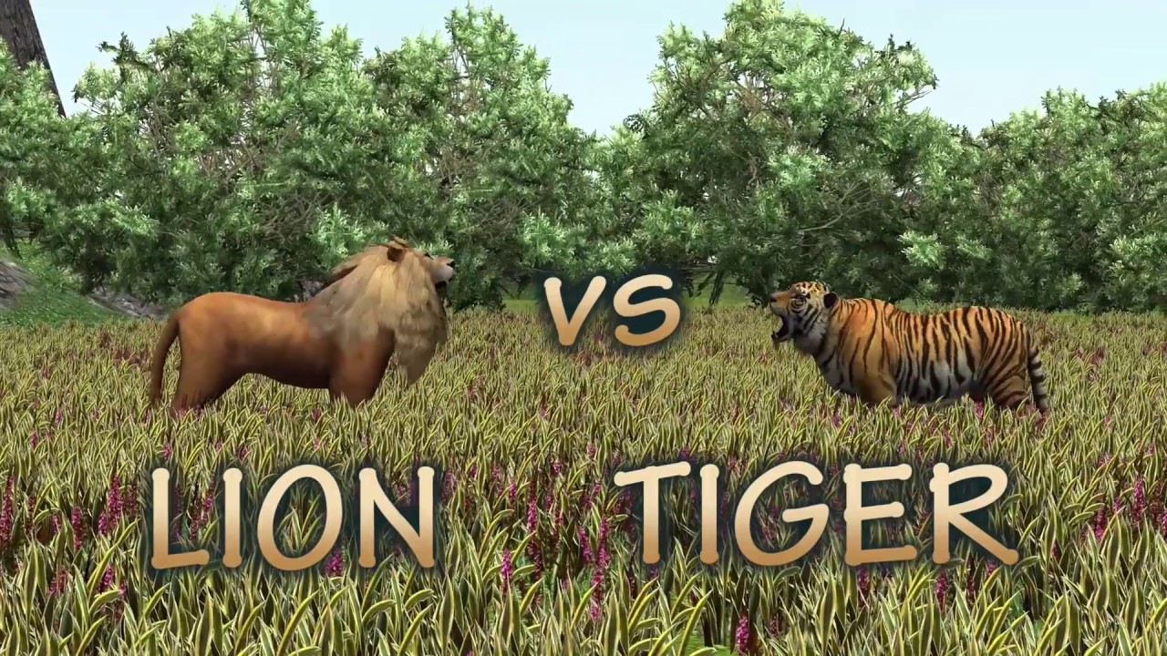Animal Race Lion vs tiger which is faster? YouTube