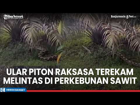 Giant Python Spotted Slithering Through Palm Oil Plantation