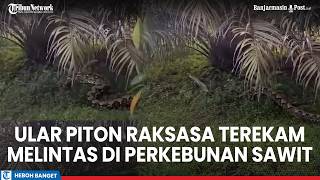 Giant Python Spotted Slithering Through Palm Oil Plantation