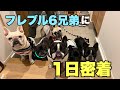 【1日密着】家にフレンチブルドッグが6頭いるってどんな感じ？