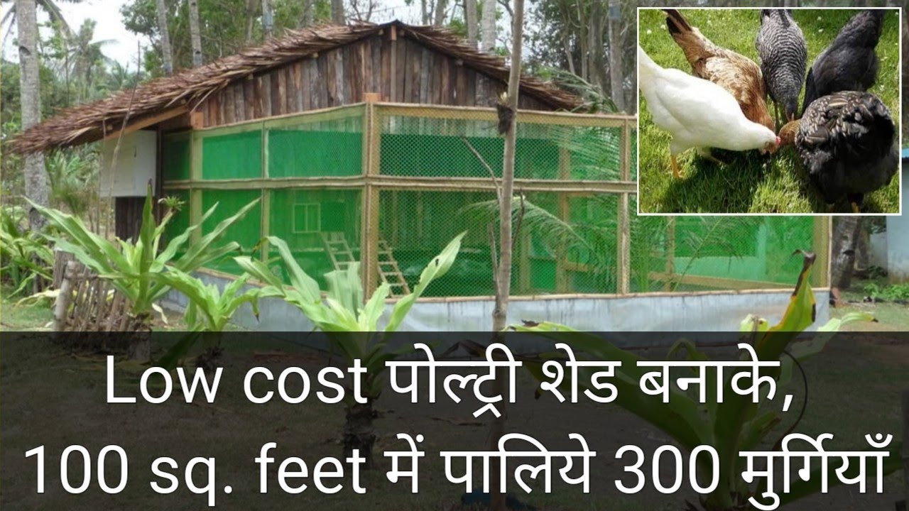 121, Broiler, desi 1000 sq.feet poultry farm shed construction, low