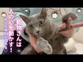 【猫ロシアンブルー】動物が主人公！感動オススメ本の紹介