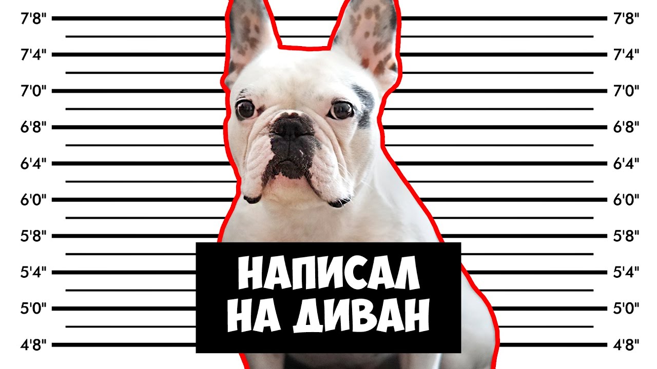 Бульдог на машине