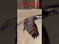 Osprey Catches Huge Fish &amp; Flies Right At Me! 🦅🐟