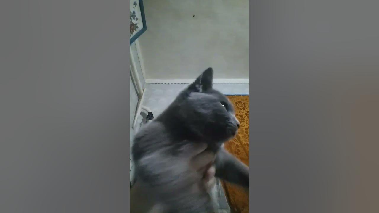 Мурка 👤😸🤳 - YouTube