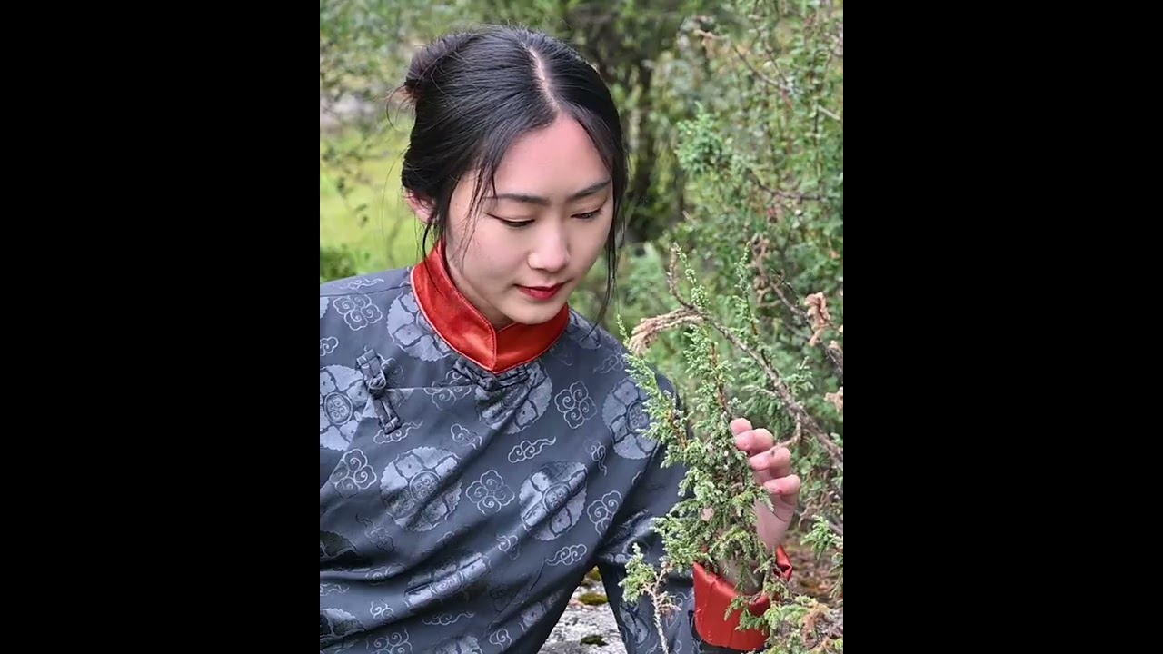 Collecting leaves of Himalayan highland cypress | slow living in nature 