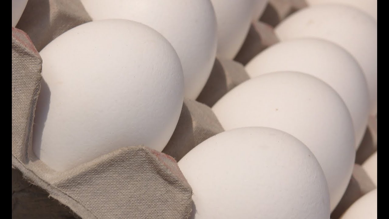 Protein Debate: Eat Cooked or Raw Foods and WHY