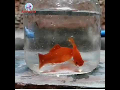 Video: Samaki wa kasuku wa Aquarium