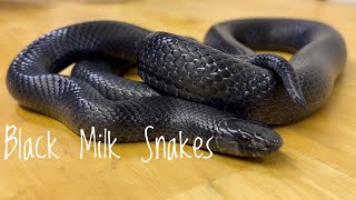 Species Spotlight Black Milk Snakes
