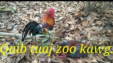 Sawv ntxov mus dib qaib qus tuaj zoo kawg .26/2/22