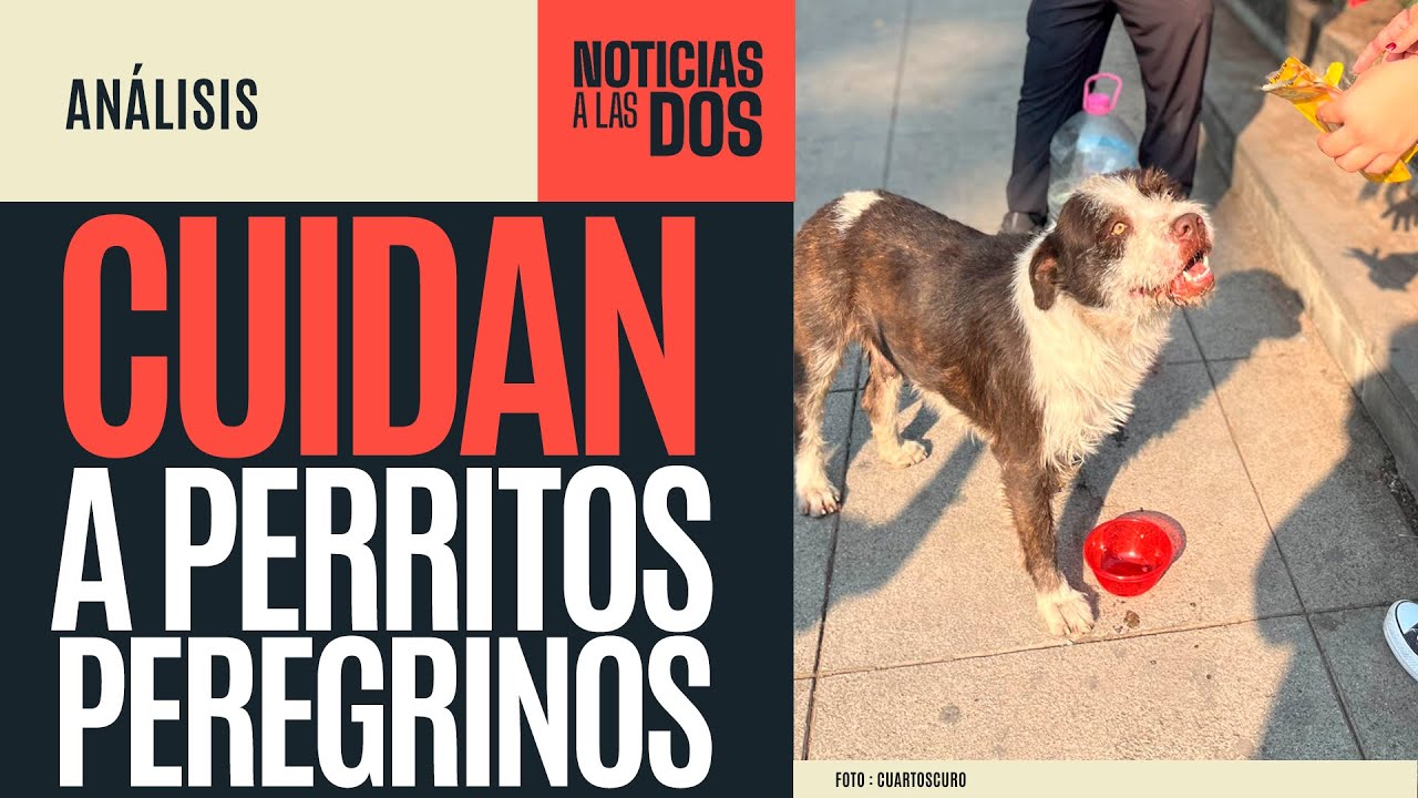 #NoticiasALasDos ¬ Gobierno de la CdMx lanza operativo para atender a perritos peregrinos