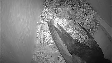 Our first swift chick has hatched! 8 June 2019