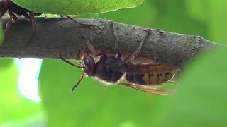 Wasps species confused with Asian giant hornet