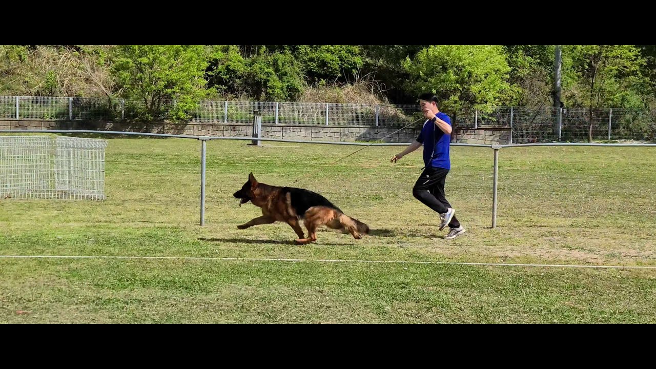 저먼세퍼트  Maric vom Haus Ben Ring Training In SangJu