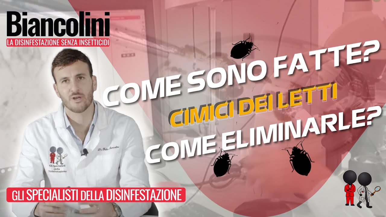 Cimici dei letti: scopri come sono fatte e come eliminarle 