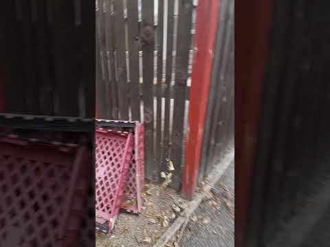Sheffield mental health centre screaming and banging
