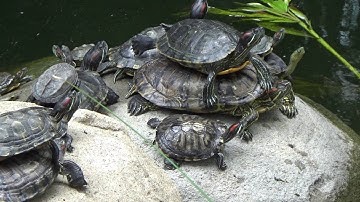 Stacking Turtle Tower