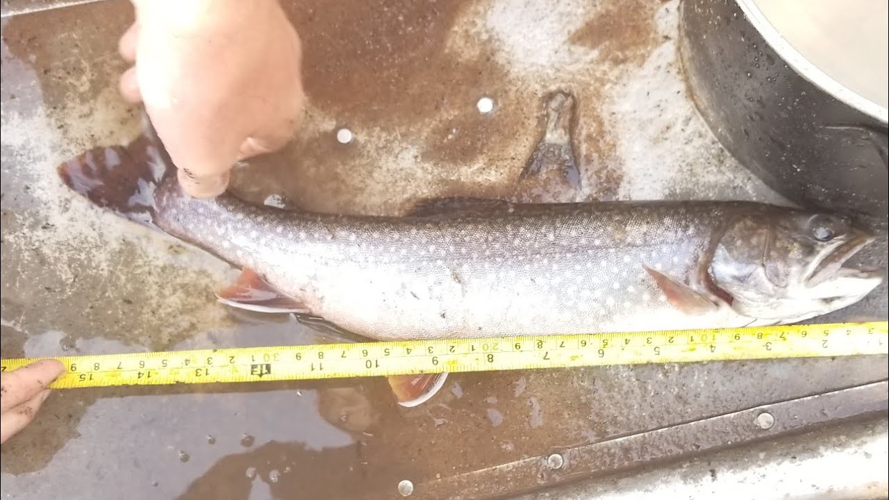 Splake Fishing in the Porcupine Mountains! Mirror Lake Little Carp River YouTube