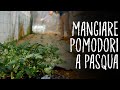 COLTIVARE I POMODORI: primo raccolto ad aprile