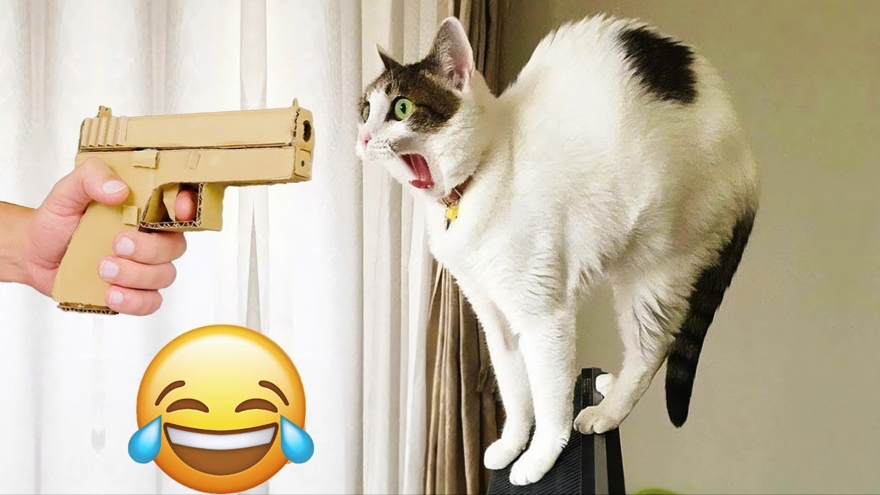 Get ready To laugh non stop with These funny cats 2025 🤣... #catvideos ...