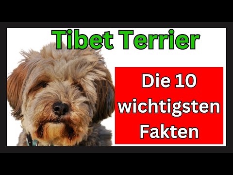 Video: Was ist der Unterschied zwischen tibetischen Terriern und bärtigen Collies?