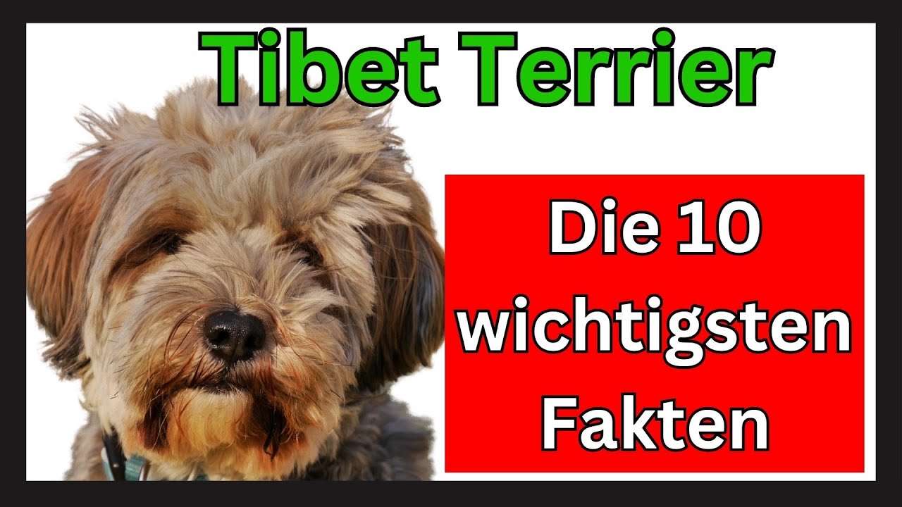 Tibet Terrier Hunderasse 🐶 Die 10 wichtigsten Fakten