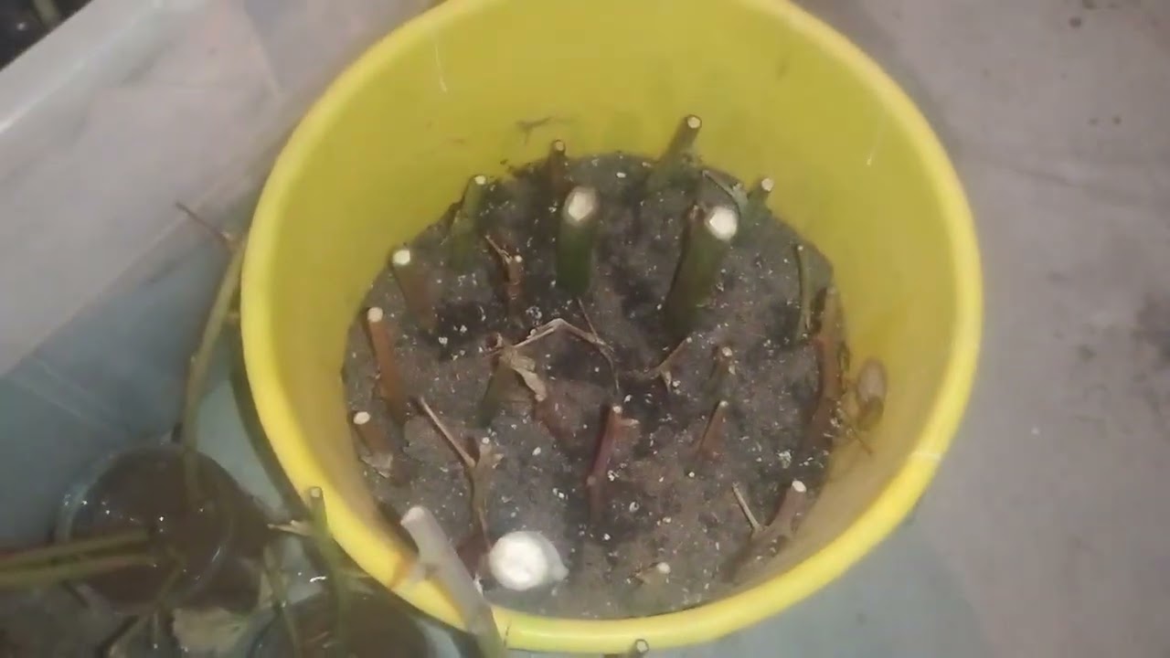 Let's try growing blackberry cuttings again 2