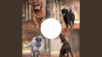 Remarkable Backdrops for Resting Pup