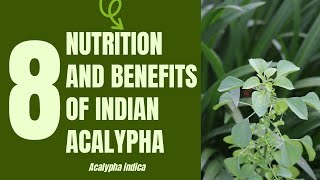 8 Medical Uses and Health Benefits of Indian Acalypha (Acalypha indica Linn.)