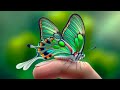 This is the most beautiful butterfly on planet earth 4k ultra