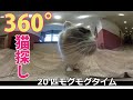 猫カフェ360度VRネコ探し　取材先PuchiMarry仙台青葉店　猫カフェ  Cat Cafe  Japanese Cat