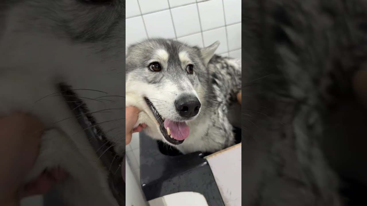 哈哈终于洗澡啦！在家憋了好久出门超级开心！！ 这两天可以第一次复查了！希望一切顺利！！#哈士奇 #狗洗澡 #狗狗