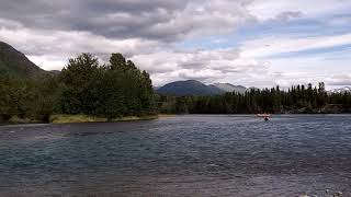 Black Bears On Kenai