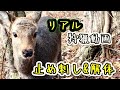 鹿の捕獲＆止め刺し『リアル狩猟動画』そのまま川で解体＊鹿肉のアヒージョ